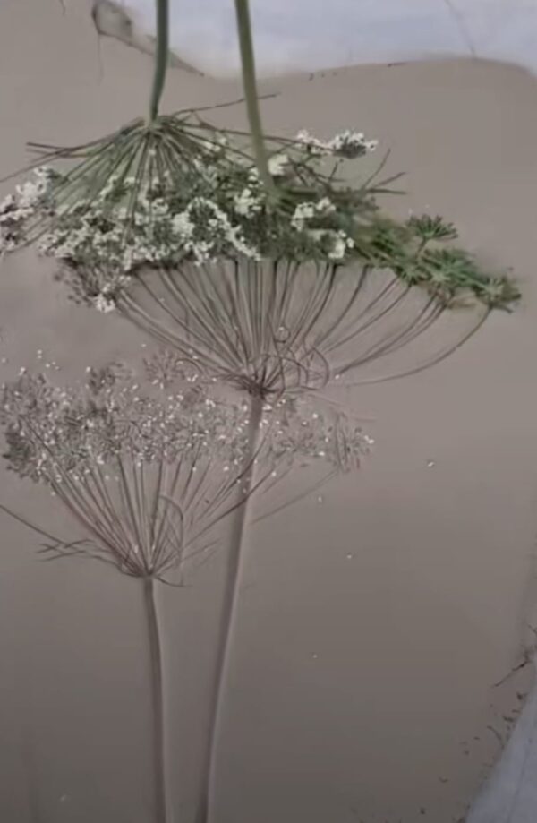 Ceramic Botanical plate "Hand Built Pottery" - Starting 21st July - Image 5